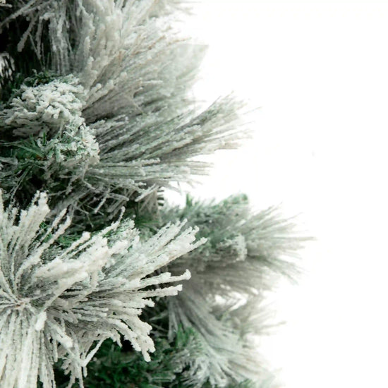 Pino Blanco Nevado, 2.4m