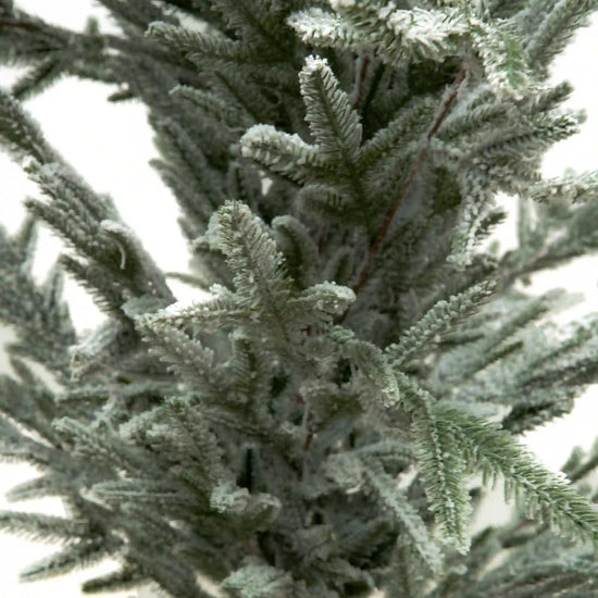 Pino Nevado Cipres, 1.8m