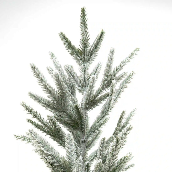 Pino Nevado Cipres, 1.8m