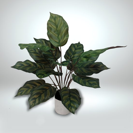 Planta Decorativa Cala