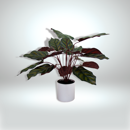 Planta Decorativa Cala