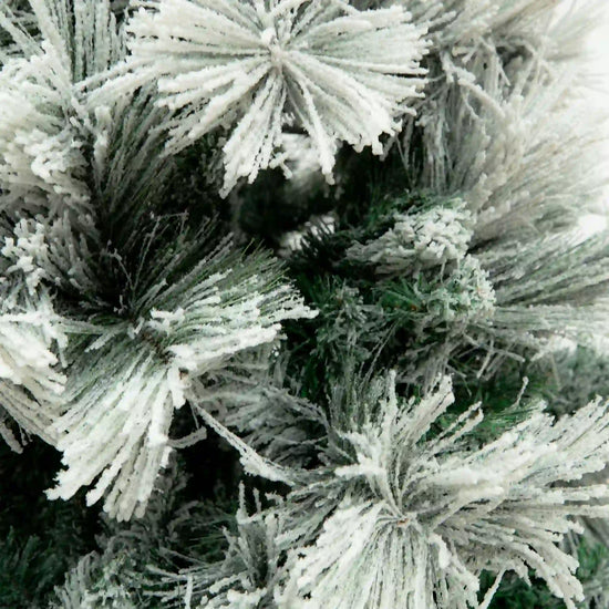 Pino Blanco Nevado, 2.4m