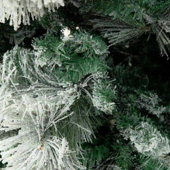 Pino Blanco Nevado, 2.4m