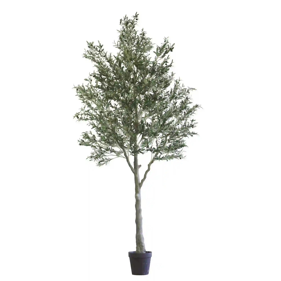 Arbol De Olivo A300 Cm