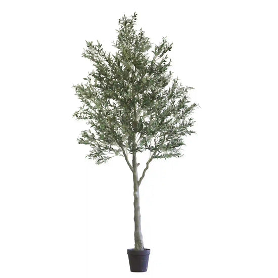 Arbol De Olivo A300 Cm