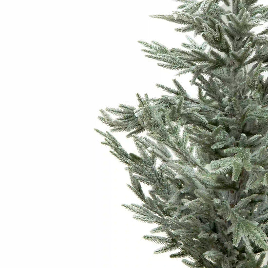 Pino Nevado Cipres, 1.8m