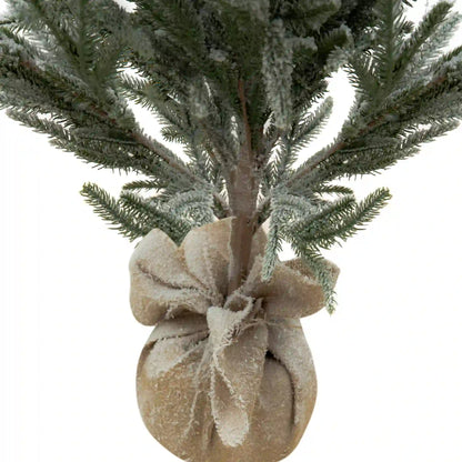 Pino Nevado Cipres, 1.8m