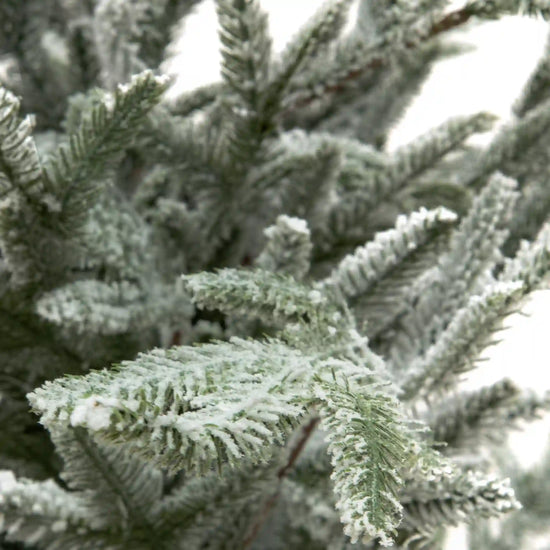 Pino Nevado Cipres, 1.8m