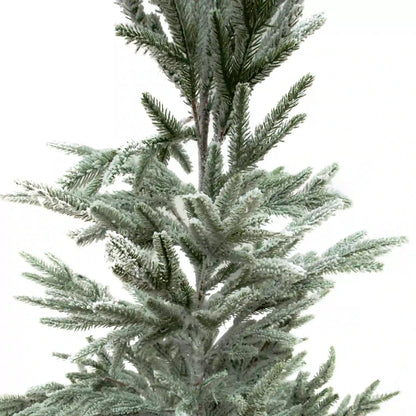 Pino Nevado Cipres, 1.8m